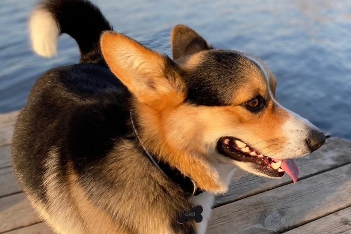 Под Екатеринбургом потерялся корги-блогер Фил