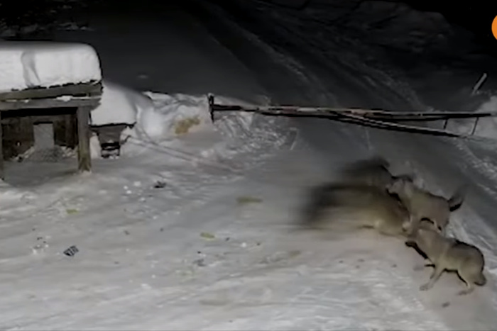 СМИ: На окраине Екатеринбурга стая волков утащила собаку прямо с цепи