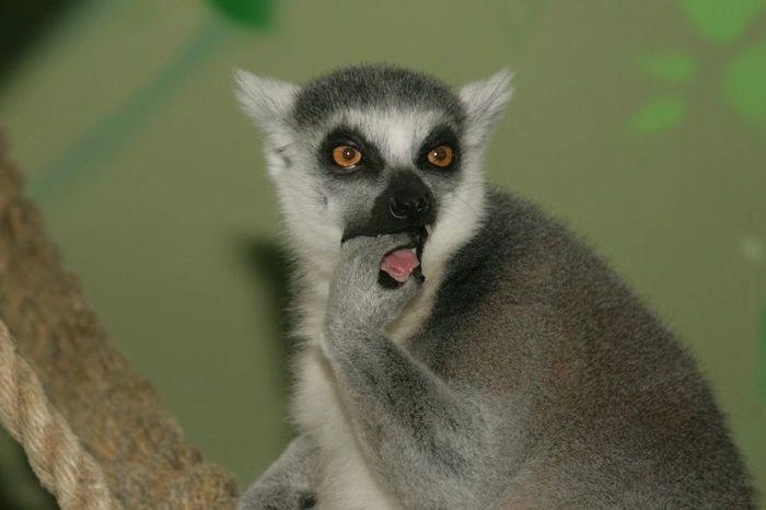 В Екатеринбургском зоопарке отпразднуют день рождения лемуров