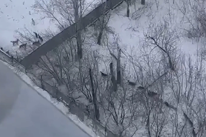 Жителей Вторчермета терроризирует стая бездомных собак