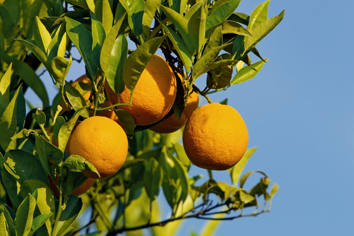 Апельсины в авоське стали популярным аксессуаром
