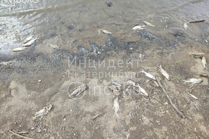 Екатеринбурженка обнаружила десятки мёртвых рыб на Верхнемакаровском водохранилище