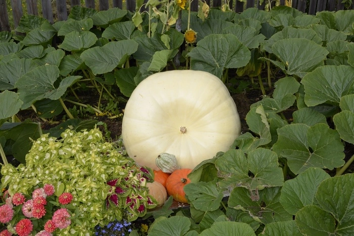 Свердловчанка вырастила в огороде гигантскую тыкву