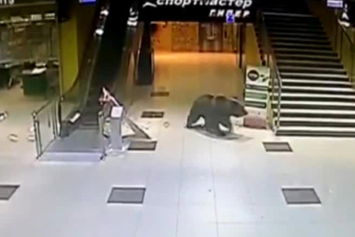 Медведь ворвался в торговый центр Хабаровска, а затем в детский сад