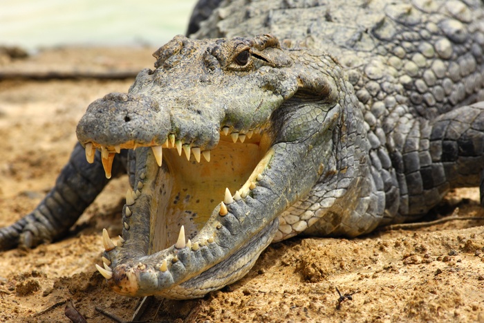 В подвале петербургского дома нашли нильского крокодила