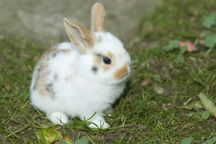 В Дании радиоведущий убил крольчонка в прямом эфире