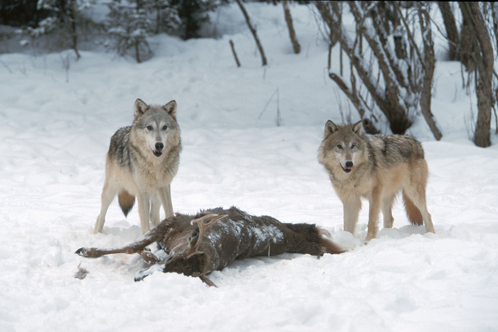 Охотники дали отпор обнаглевшей стае волков, кружившей вокруг деревни