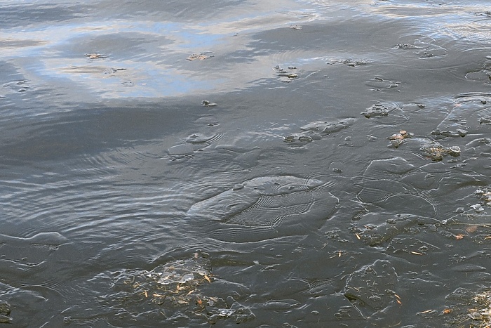 На Преображенском пруду в «Академе» снова видели гуляющего по льду ребенка (ВИДЕО)