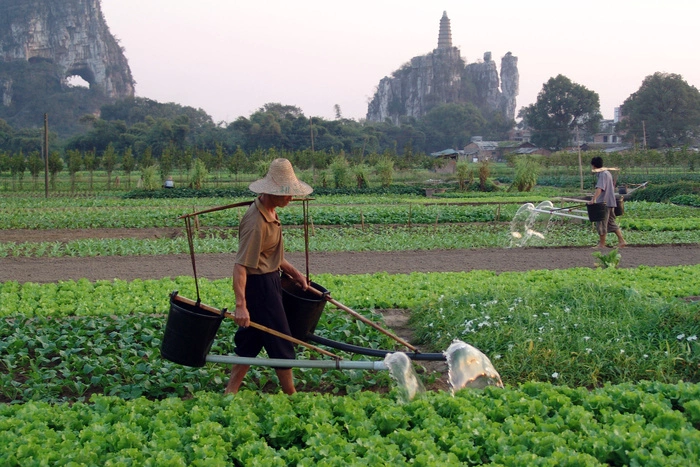 Китайские фермеры продолжают отравлять землю на Урале химикатами