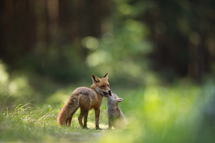 Россиянину, выхаживающему в квартире раненого лисенка, грозит штраф в 1 млн
