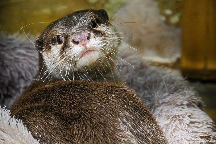 Екатеринбургский зоопарк запускает ежегодный конкурс «Зоо-мистер». Выбираем! (ФОТО)