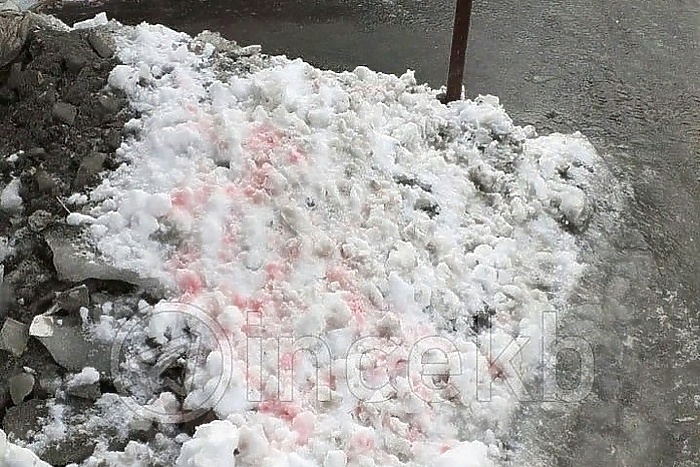 Число погибших собак из-за яда догхантеров в Екатеринбурге достигло 25