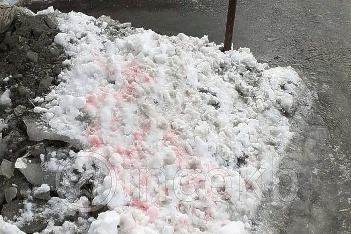 Число погибших собак из-за яда догхантеров в Екатеринбурге достигло 25