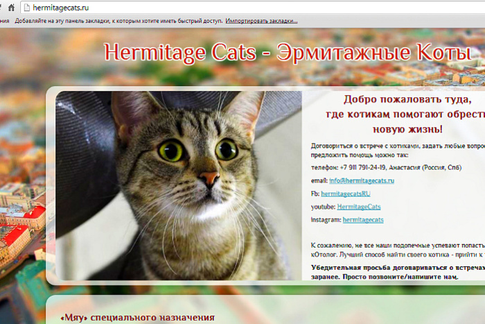 The Telegraph включила котов Эрмитажа в рейтинг необычных достопримечательностей