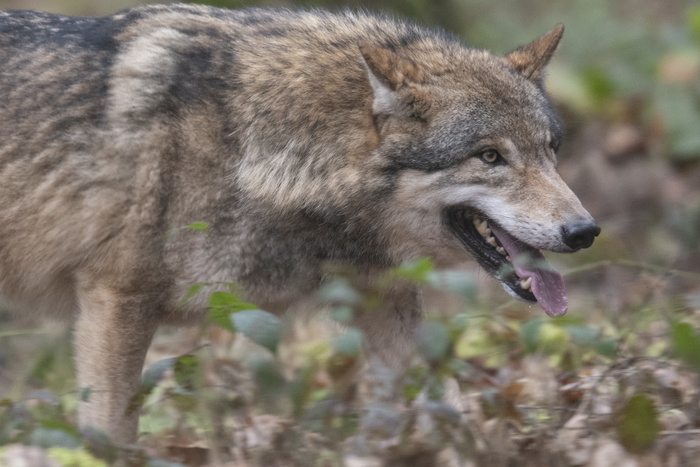 Власти не верят жителям сел под Серовом, что их терроризируют волки