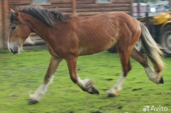 В Свердловской области продают на Авито живого коня