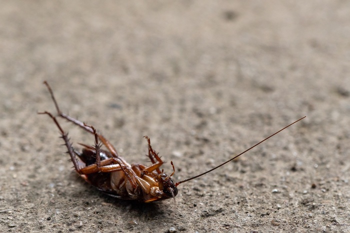 Екатеринбуржцы жалуются на нашествие тараканов
