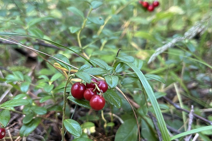 Свердловчане ведрами собирают ягоду, которая считается самой полезной