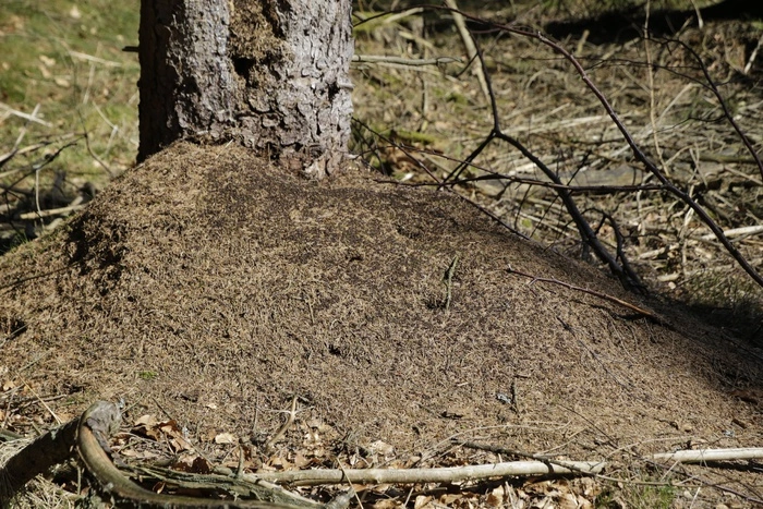 В Челябинской области нашли заживо закопанного новорожденного ребенка