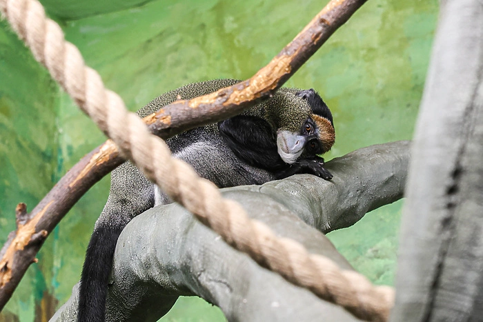 В Екатеринбургском зоопарке появились необычные жильцы — фото