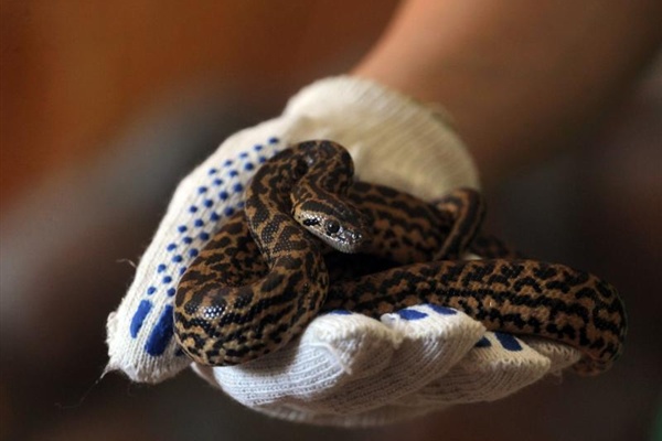 В Свердловской области змеи покусали тридцать человек