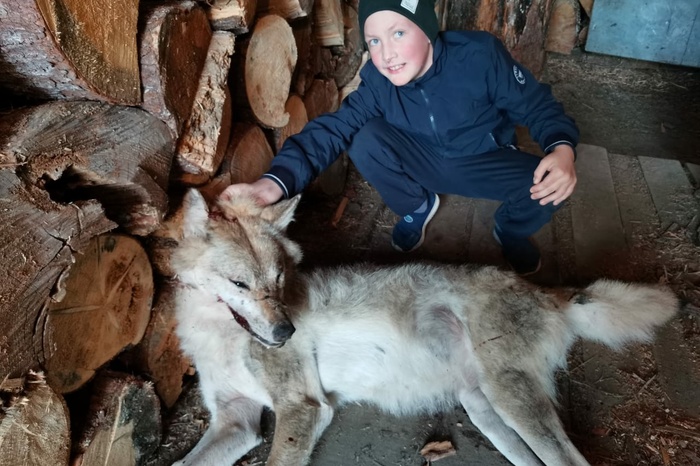 Начальник полиции поблагодарил жителя Гарей за убитого волка