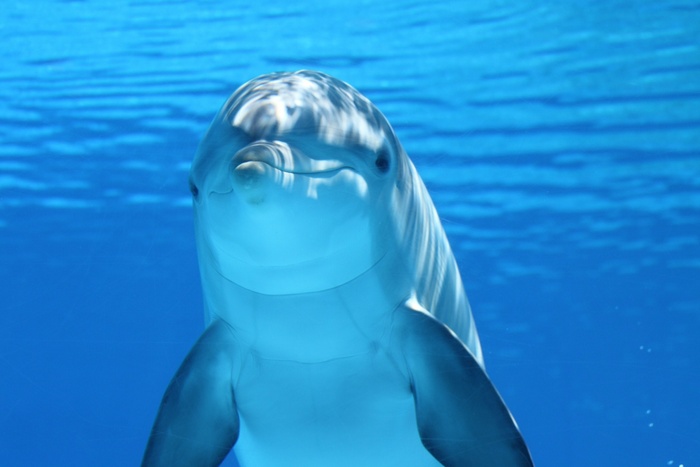 В Госдуме РФ проверят информацию об избиении дельфина в океанариуме Екатеринбурга