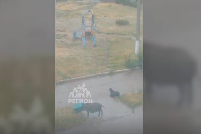Уральцы пожаловались на свиней на детской площадке