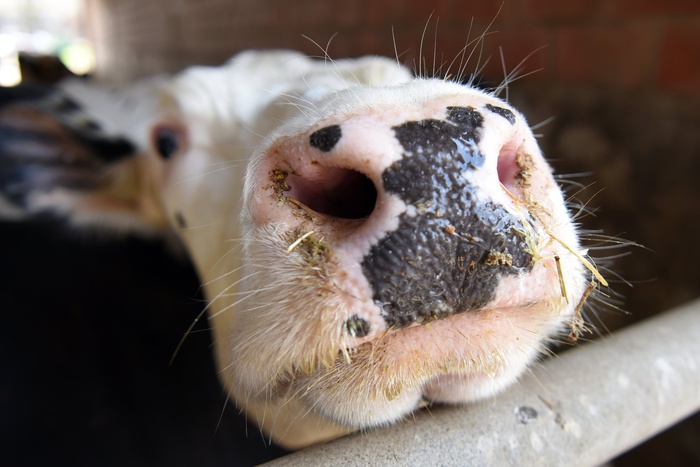 Коровы от приема антибиотиков стали большей угрозой для климата