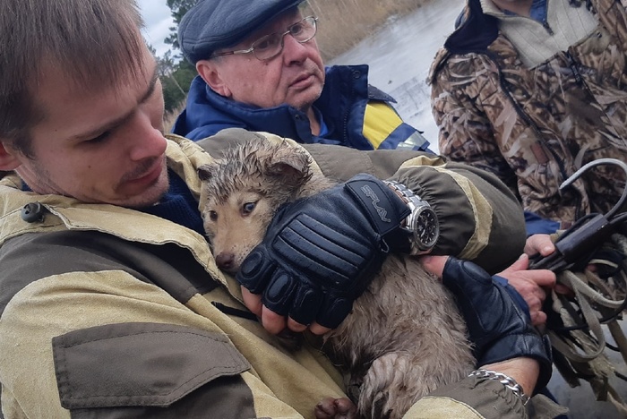 В Свердловской области живодеры пытались утопить четырех щенят в мешке
