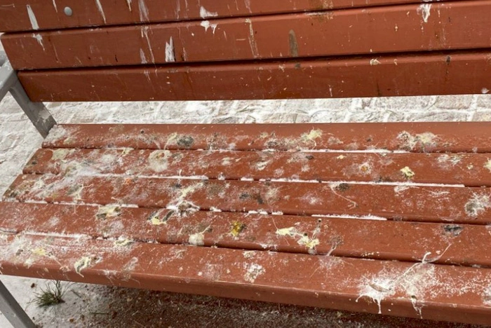 «Просто отвратительный запах»: Зелёную Рощу атаковали вороны