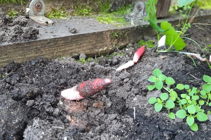 В теплице под Екатеринбургом выросли странные красные грибы