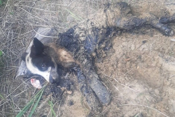 В Тавде вновь животные едва не погибли в луже гудрона