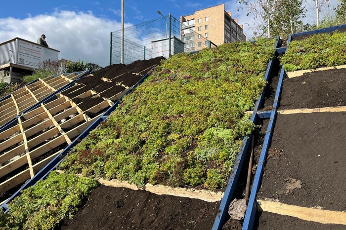 Ковровый многолетний цветник украсит насыпь набережной за Макаровским мостом (ФОТО)