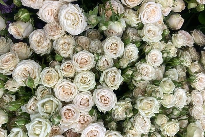 Россиян предупредили о популярной мошеннической схеме перед 8 Марта