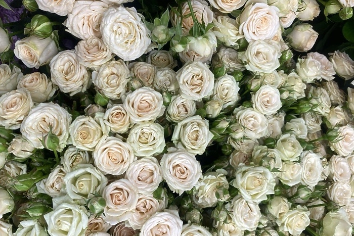 Россиян предупредили о популярной мошеннической схеме перед 8 Марта