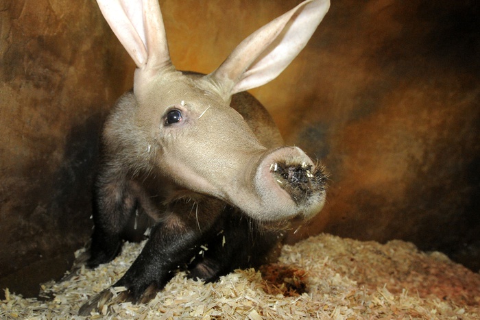 Малыш-трубкозуб из Екатеринбургского зоопарка улетел в Чехию