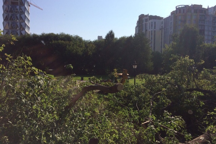 В Екатеринбурге возле дендропарка началась вырубка деревьев