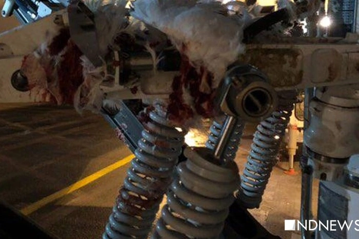 Появились снимки самолета, столкнувшегося при взлете со стаей птиц