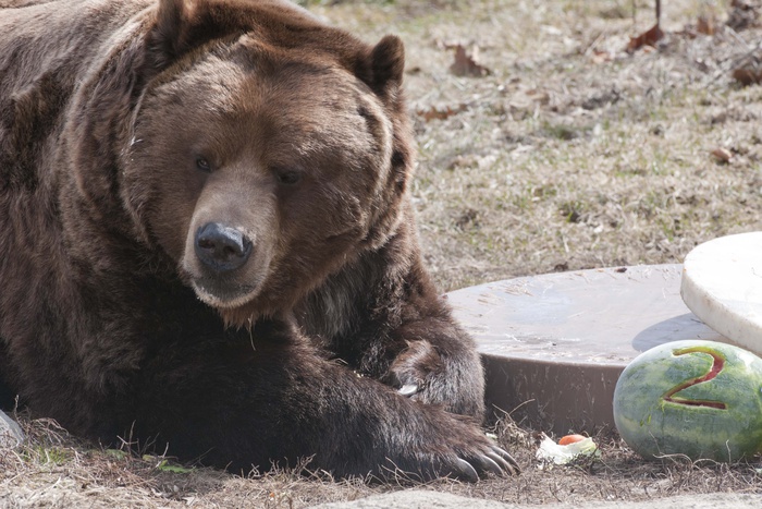 Медведи в екатеринбургском зоопарке раньше времени начали готовиться к спячке