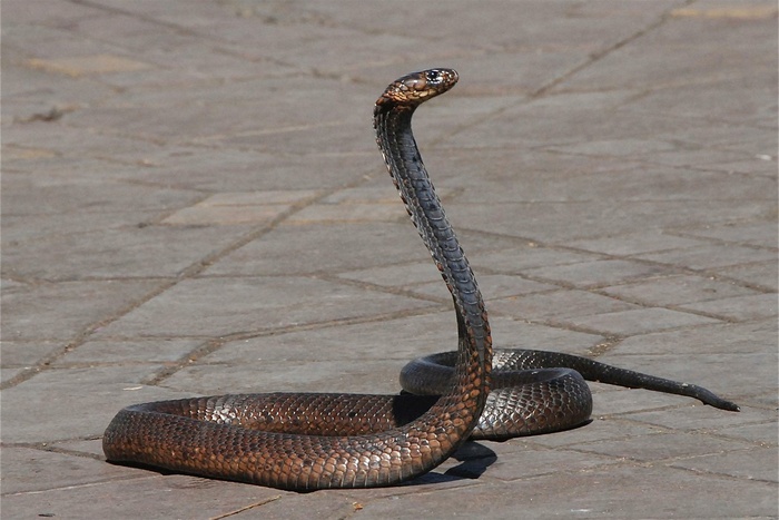 Ядовитая змея приползла в уральскую школу