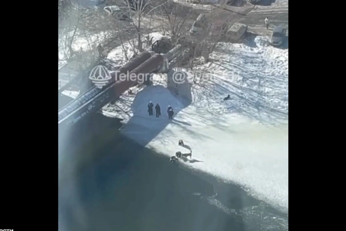 В Екатеринбурге мужчина, рискуя жизнью, спас упавшую в Исеть собаку