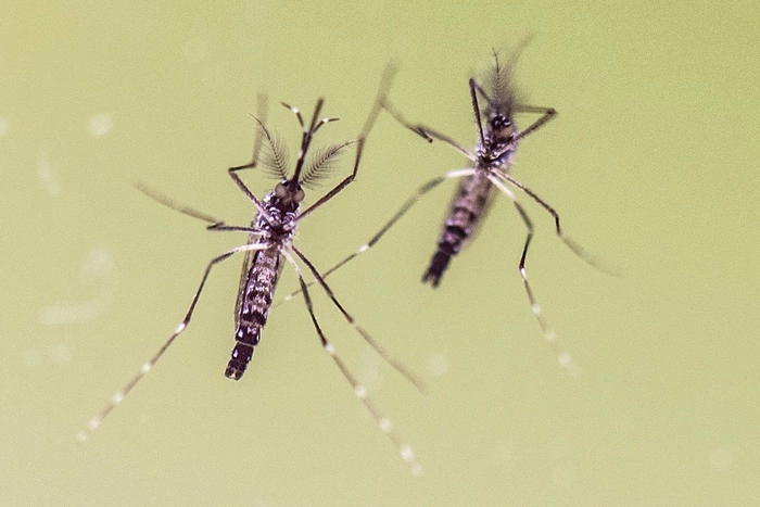 Роспотребнадзор: От вируса Зика спасут презервативы и отказ от поцелуев