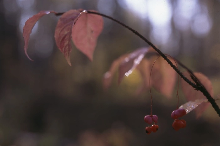 В лесу у 19 военного городка нашли тело молодого парня с признаками суицида