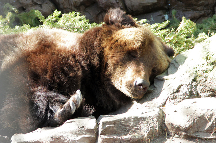 Уральские медведи готовятся к спячке