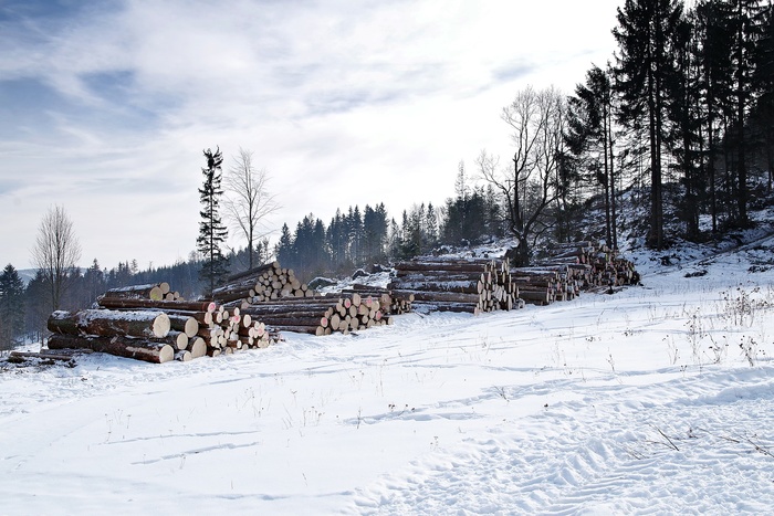 Свердловская область стала одним из лидеров России по масштабу незаконных лесозаготовок