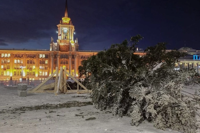 В Екатеринбург доставили 30-метровую ёлку для Ледового городка