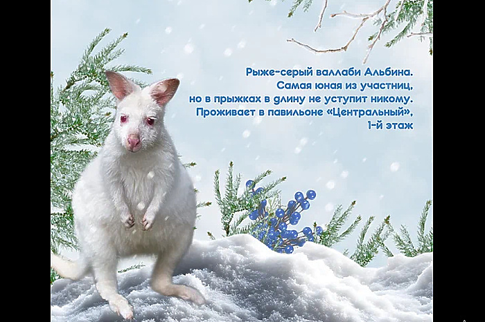 Зоо-Снегурочку выбрали в Екатеринбургском зоопарке