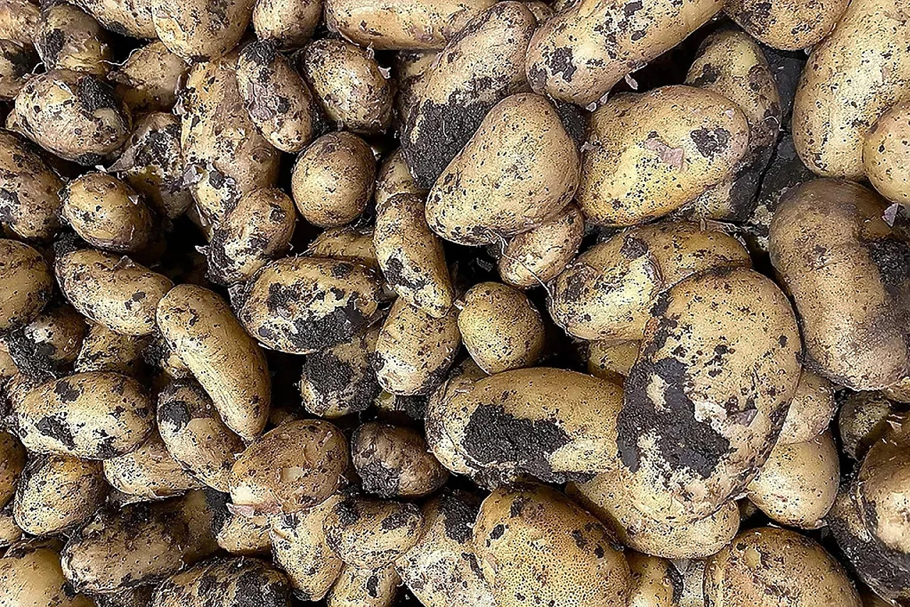 Свердловские фермеры пожаловались на массовую гибель картофеля