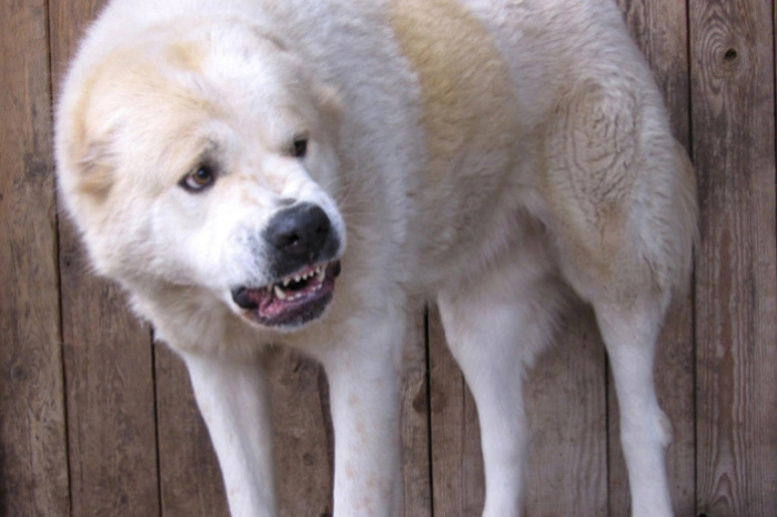 На уральском рынке кавказская овчарка покусала 12-летнюю девочку